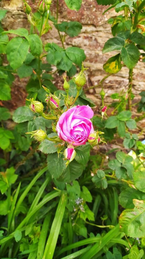 Ker Anahid - L'Atelier Bed & Breakfast Pleslin-Trigavou Dış mekan fotoğraf